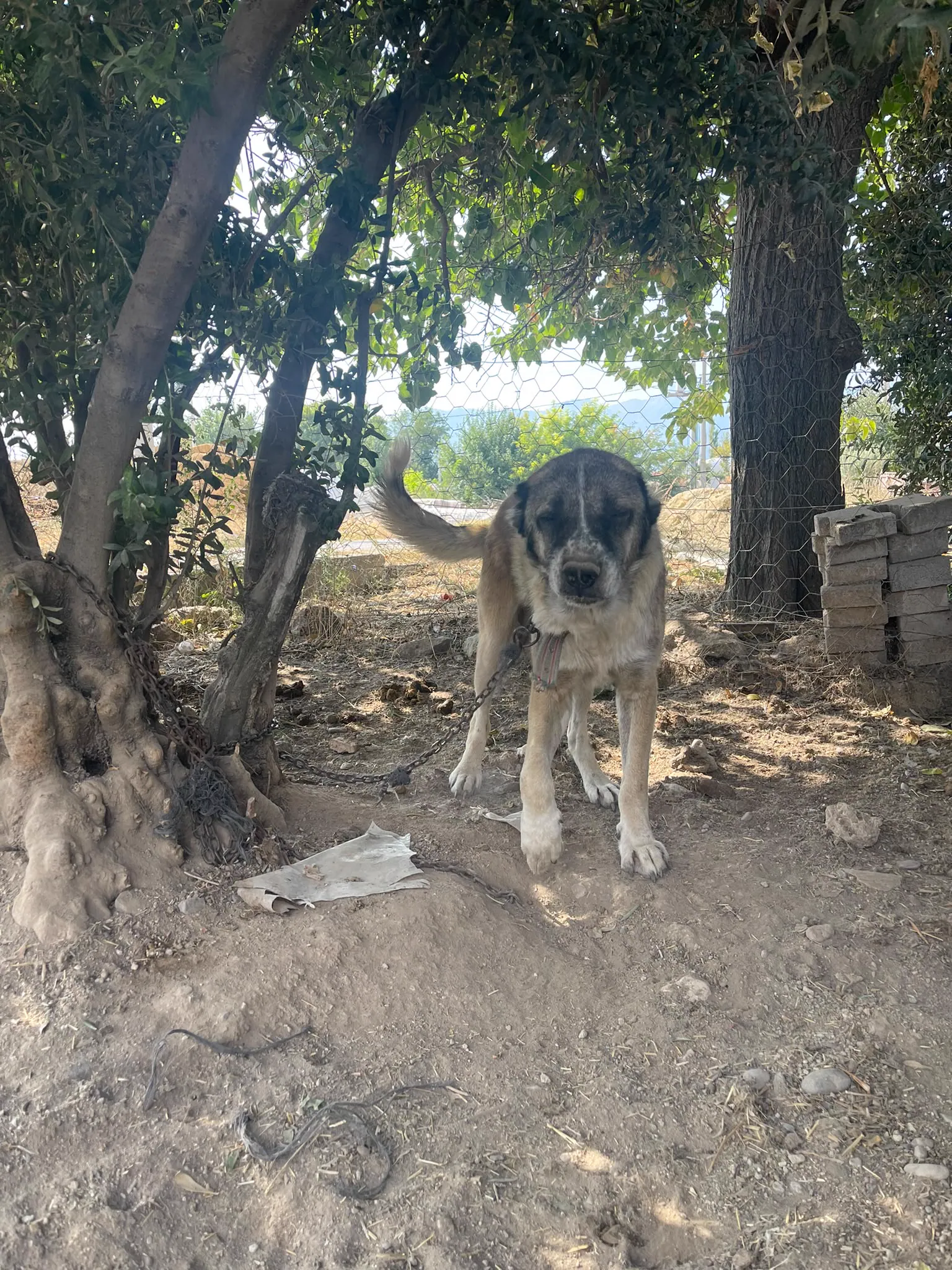 Çiftlikte yaşayan bekçi köpeğimiz