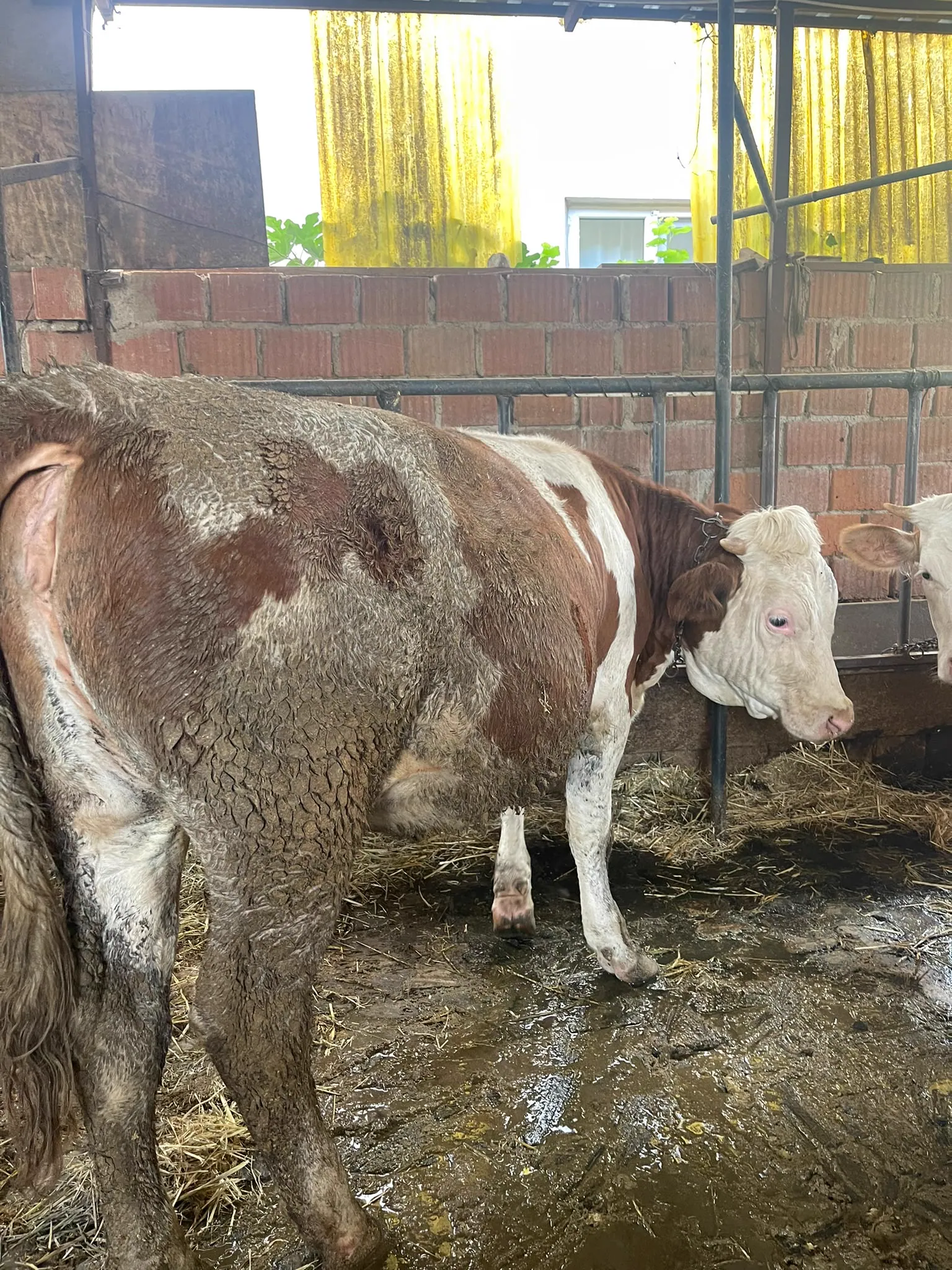 Ahırdaki kayıtlı sürümüz