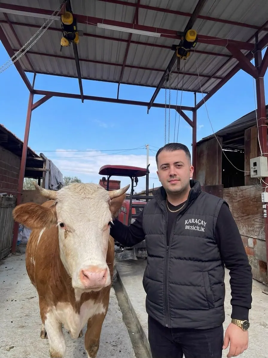 Karaçay Besicilik'te yerinde canlı hayvan seçimi